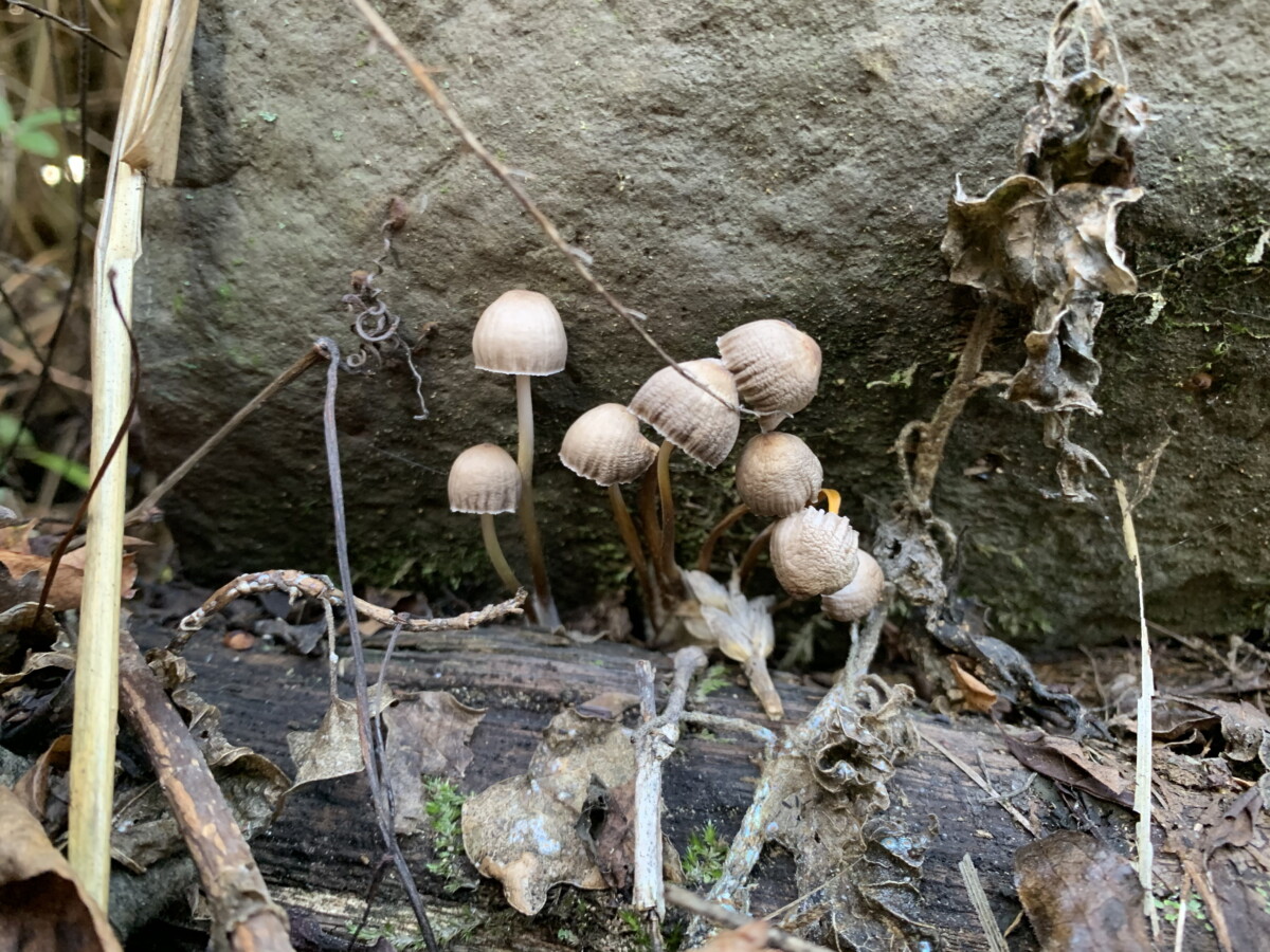 Pilze – „Früchte des Waldes“