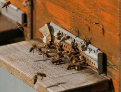 Eigenheim- und Siedlervereine, Bienenzüchter und Naturschutzverbände