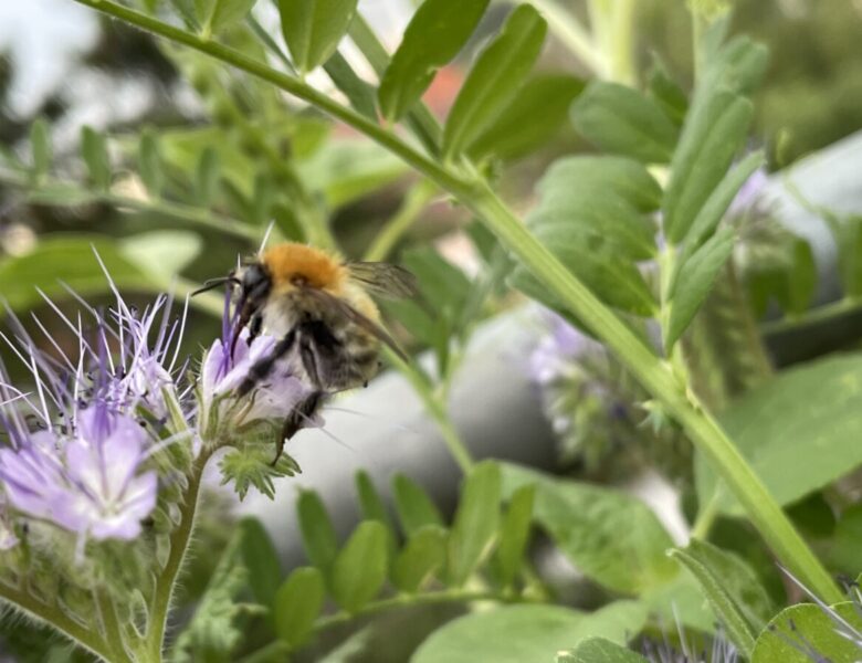 beebetter – Bienen helfen und gewinnen