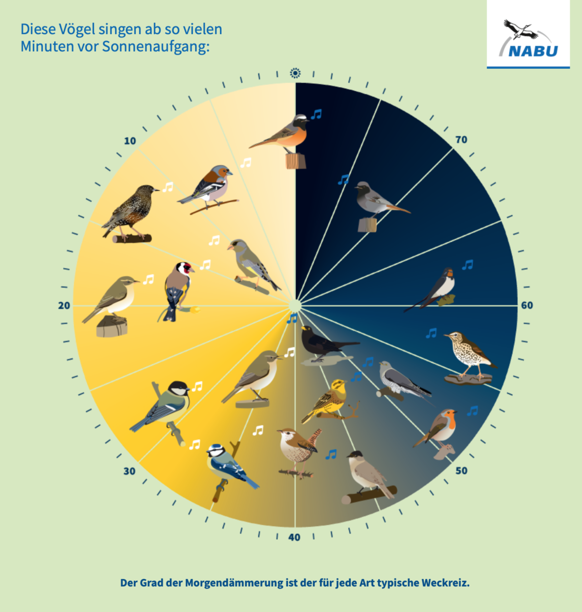 Welcher Vogel Singt Um 4 Uhr Morgens