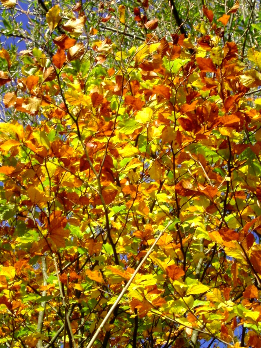 Laubrente !? Rhöner Gartenfreunde
