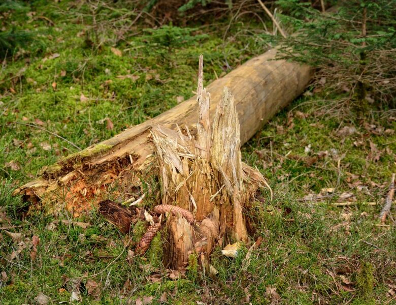 Stammfäule verursacht Windbruch