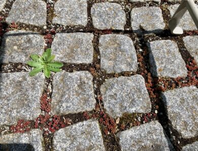 Pflanzen zwischen Steinplatten – Begrünte Fugen statt Unkraut
