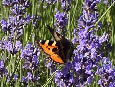 Wir zählen die Schmetterlinge in unserem Garten