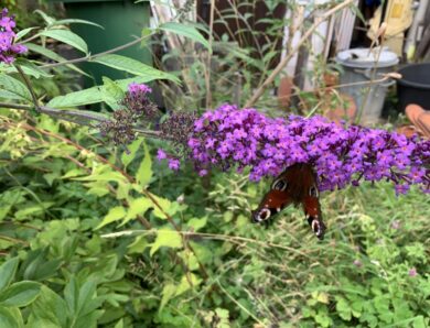 Wie gefährlich ist Sommerflieder (Buddleja davidii) für die Schmetterlinge und andere Insekten?