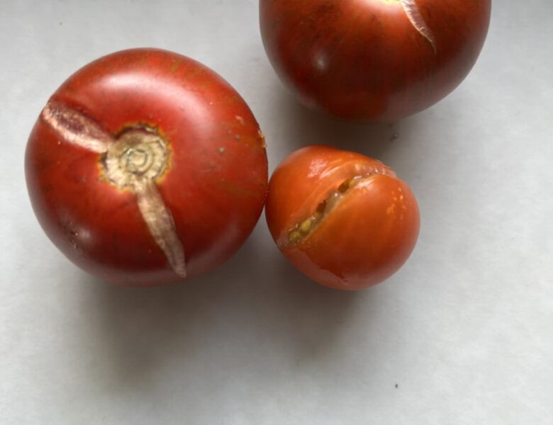 Was mach ich damit meine Tomaten nicht platzen?