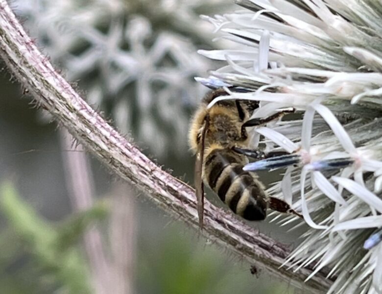Thema Honigbienen