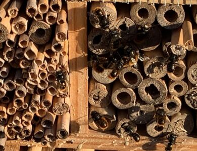 Insekten: > Bienen, Hummeln und Wespen