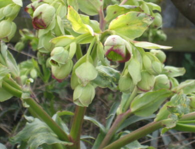 Die Christrose (Helleborus niger)