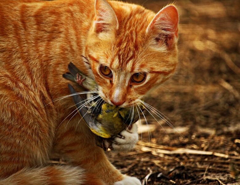 Nachbars Katzen fangen die Singvögel: Wie kann ich Vorbeugen?
