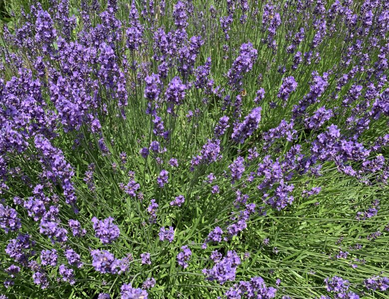 Lavendel (Lavandula angustifolia) richtig Schneiden!!