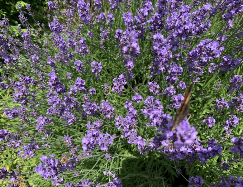 Echter Lavendel (Lavendula angustifolia)