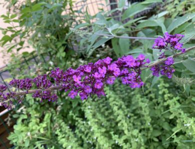 Wie schneide ich meinen Sommerflieder (Buddleja davidii) richtig?