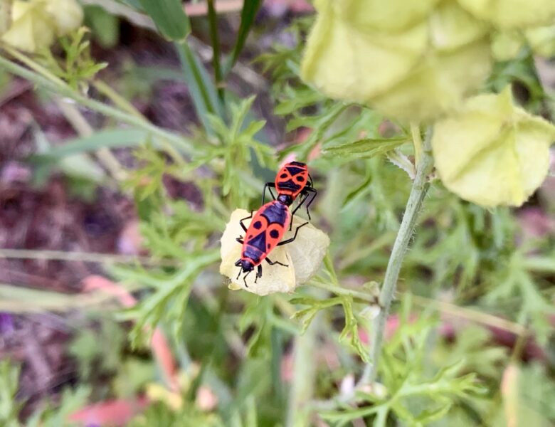 Die Feuerwanze: (Pyrrhocoris apterus)