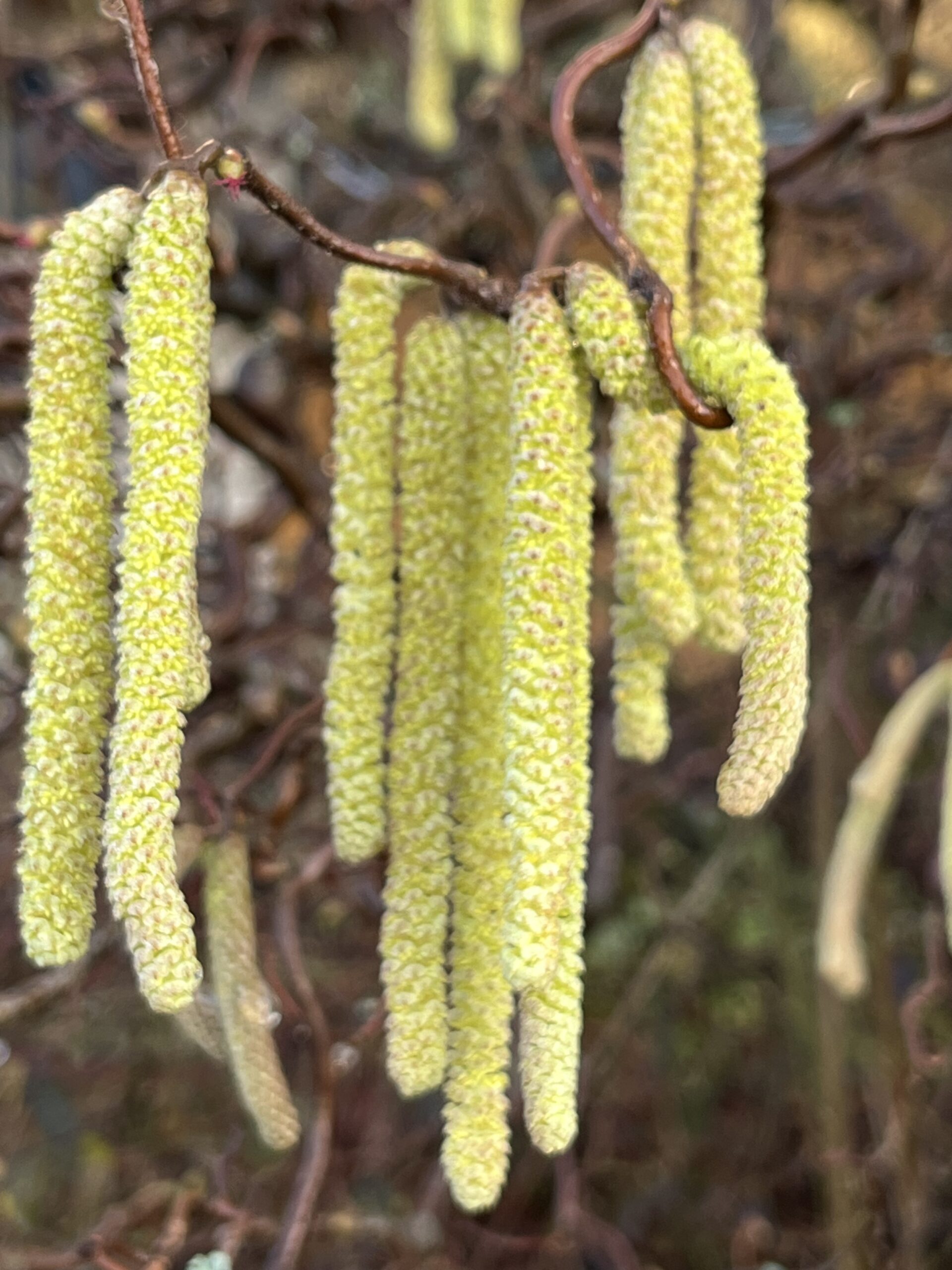 Baumkunde: die Hasel – Rhöner Gartenfreunde