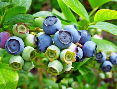 Kulturheidelbeeren ( Vaccinium corymbosum) schneiden: