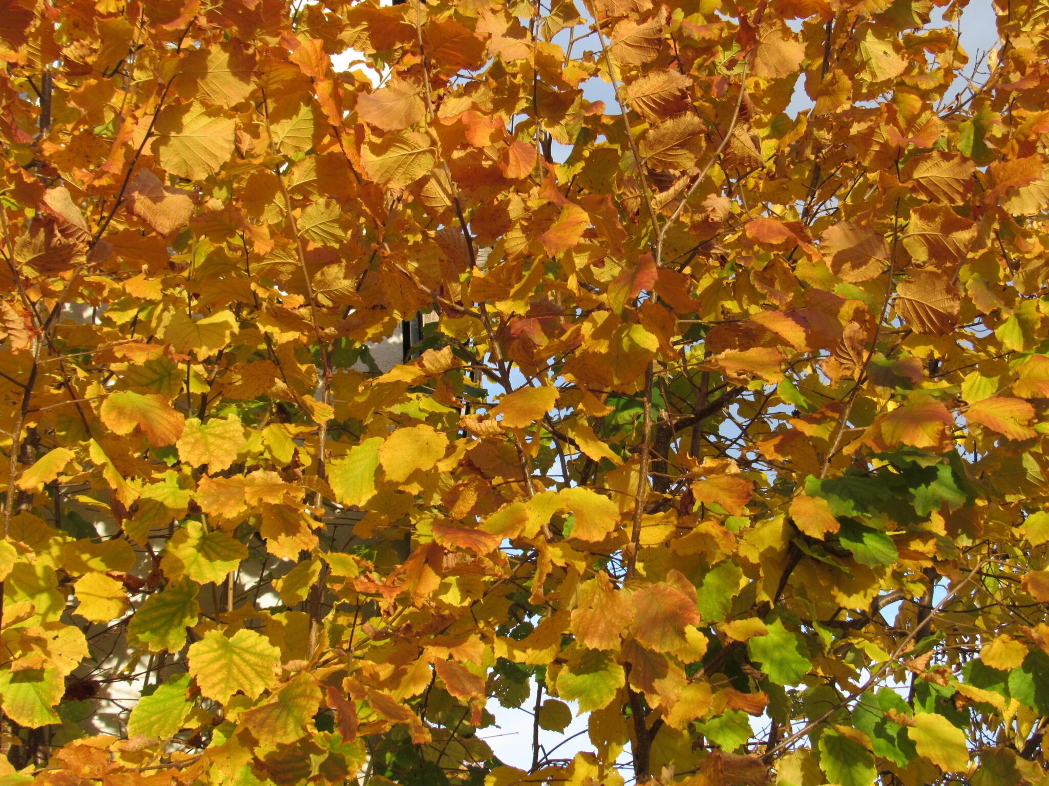 Baumkunde: die Hasel – Rhöner Gartenfreunde