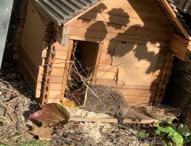 Igel und Maulwurf bitte melden!