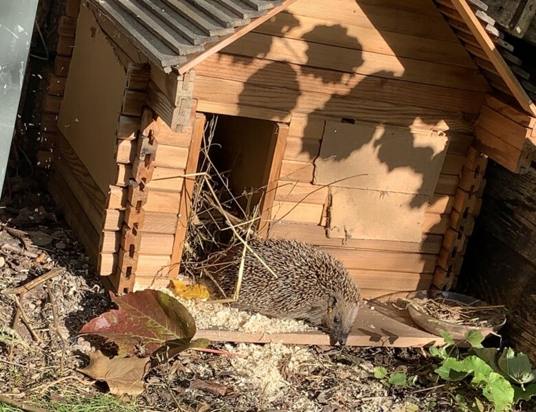 Igel und Maulwurf bitte melden!