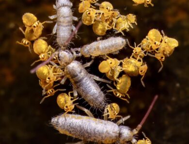 Springschwänze: Die kleinen Helden im Boden