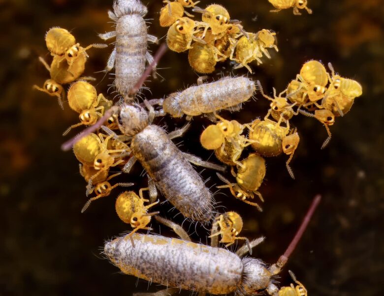 Springschwänze: Die kleinen Helden im Boden