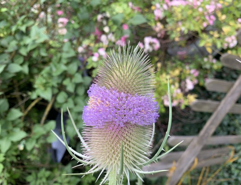 Die wilde Karde (Dipsacus fullonum L.)