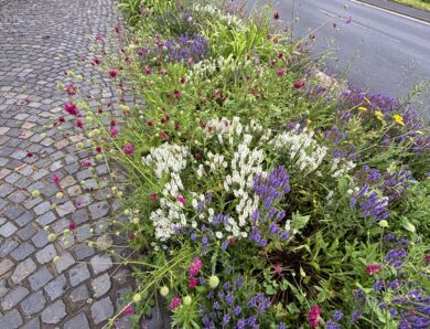 Welche Stauden und Kräuter helfen auch im Herbst noch unseren Insekten.