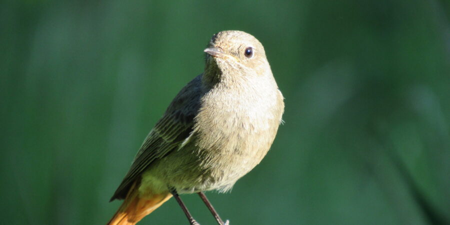 Der Hausrotschwanz ( Phoenicurus ochruros) Vogel des Jahres 2025