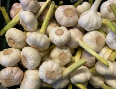 Knoblauch im Winter und Frühling, pflanzen und ernten.