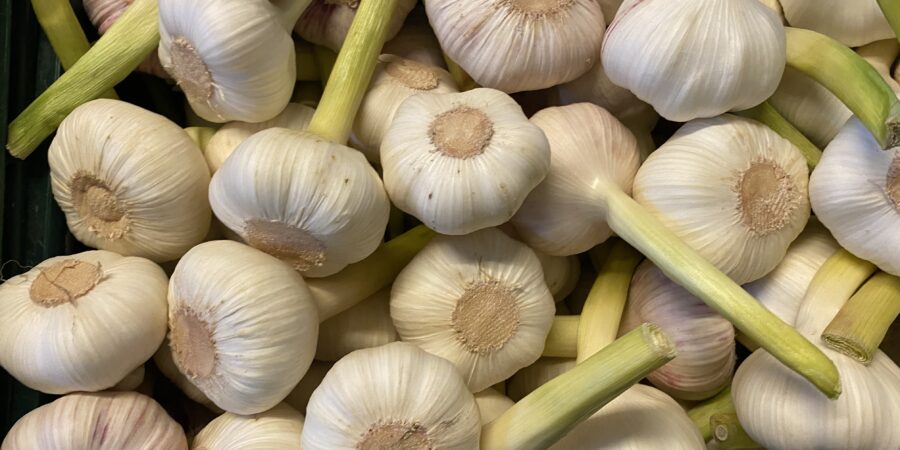 Knoblauch im Winter und Frühling, pflanzen und ernten.