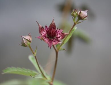 Das Sumpfblutauge, (Coimarum palustris)