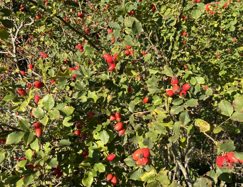 Die Heckenrose (Rosa canina) 