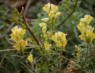 Gemeines Leinkraut oder auch kleines Löwenmaul, früher sagte man auch Frauenflachs dazu. (Linaria vulgaris)