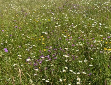 Blickpunkt Biodiversität – Artenreich und vielschichtig: Biodiversität zu Land, zu Wasser und darunter.