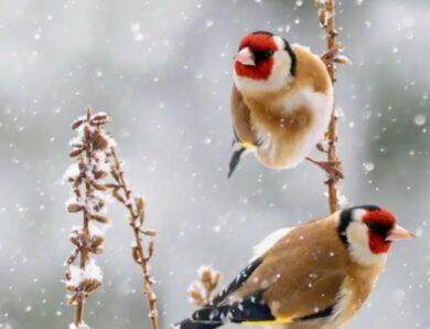 Wir zählen wieder die Wintervögel. Macht mit!