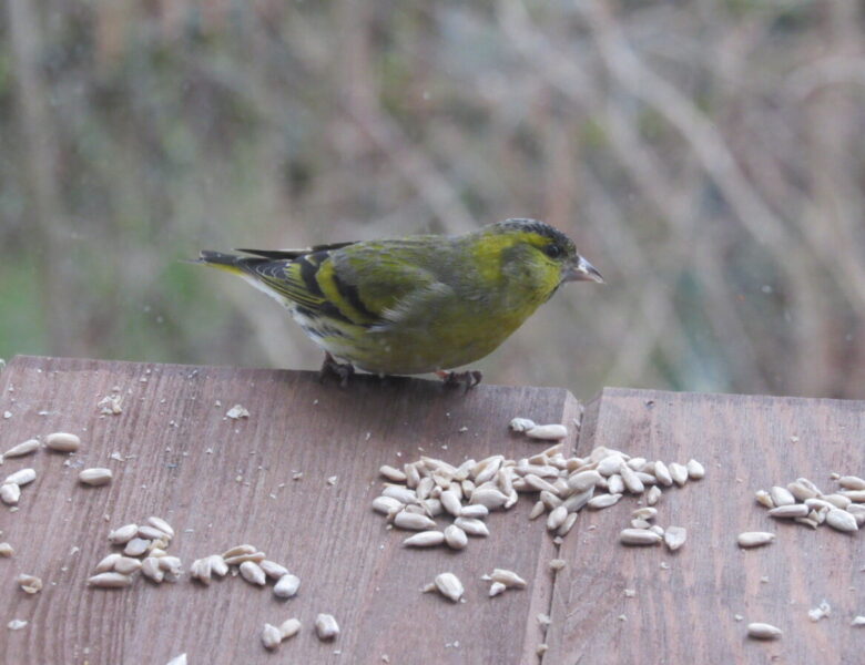 Wintervogelzählung – Ergebnisse