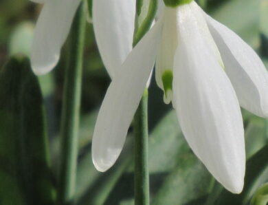 Das Schneeglöckchen. (Galanthus nivalis)