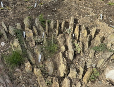 sehr aufschlußreiche Seite eines tollen Naturgartens im Landkreis Bad Kissingen